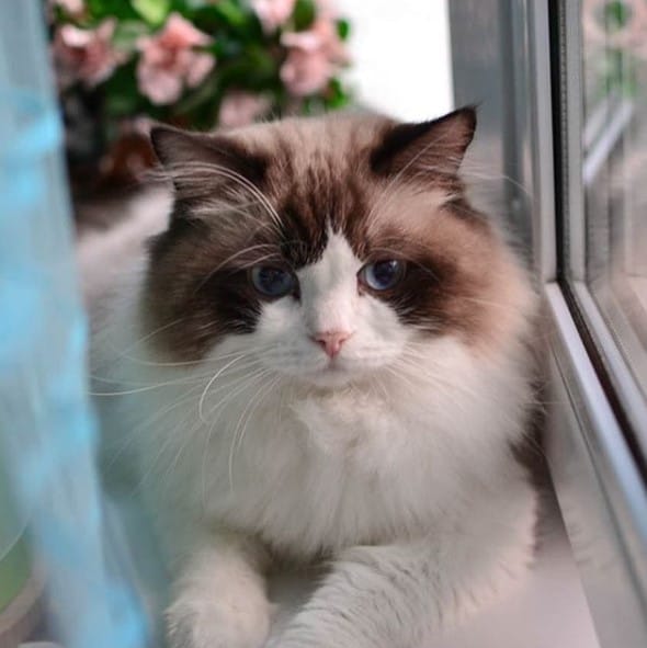 14 Ways to Keep Your Ragdoll Cat Healthy Page 2 of 3 PetPress