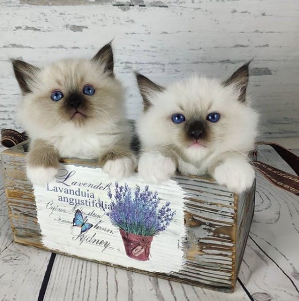 14 Tips For Choosing a Ragdoll Kitten Page 3 of 3 PetPress