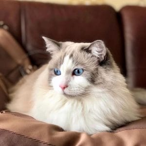 14 Ways to Keep Your Ragdoll Cat Healthy - PetPress