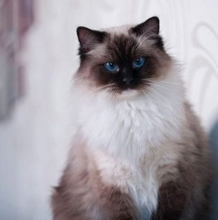 15 Evidence That Ragdoll Is The Best Cat For Kids