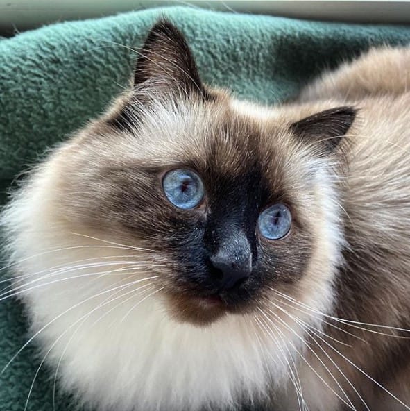 14 Ways to Keep Your Ragdoll Cat Healthy PetPress