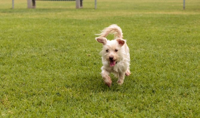 32 Maltese Mix Breeds – The Popular And Adorable Hybrid Dogs - PetPress