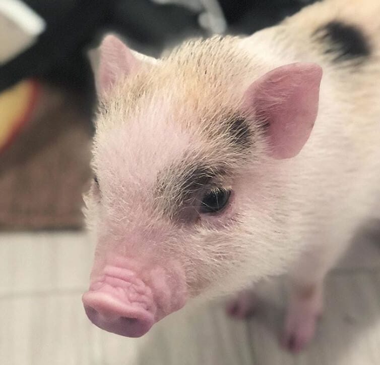 best-female-pig-names-230-great-ideas-for-naming-your-pet-pig-petpress