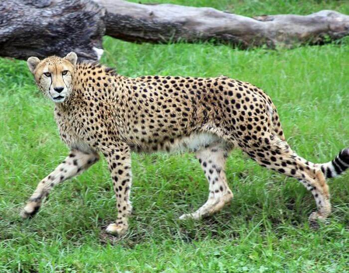 Cheetah Names: 180 Best & Famous Names for Cheetahs