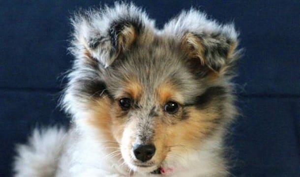 are pig ears bad for a shetland sheepdog