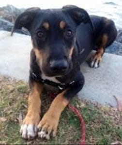 18 Times Springer Spaniels Mixed With Other Breeds, And The Result Was ...