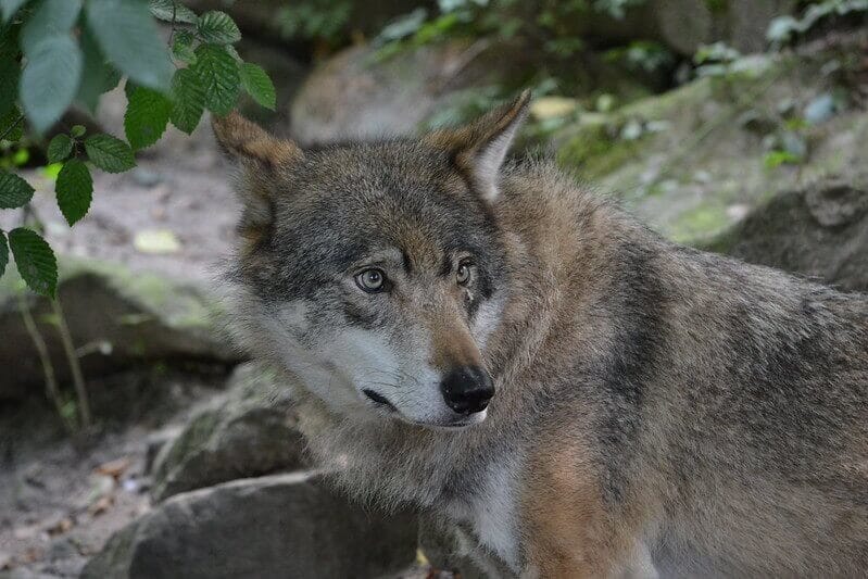 best male wolf names for naming a pet