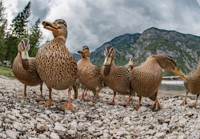 Top Funny Duck Names