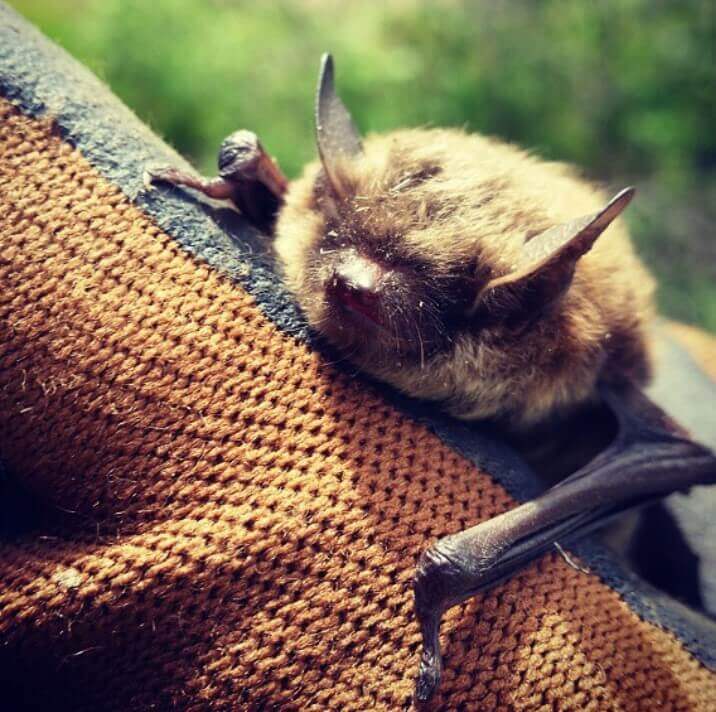 Top 200 Best Names for Pet Bats PetPress