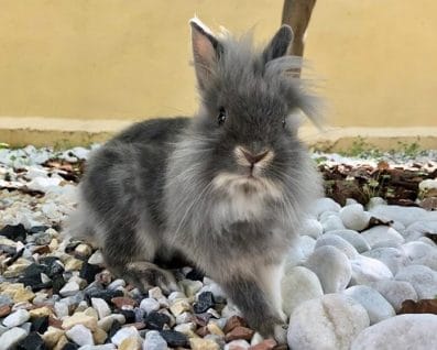 The 500 Best Male Rabbit Names For Your Bunny - PetPress