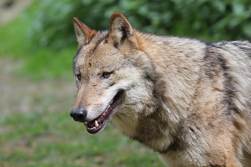 female wolf names