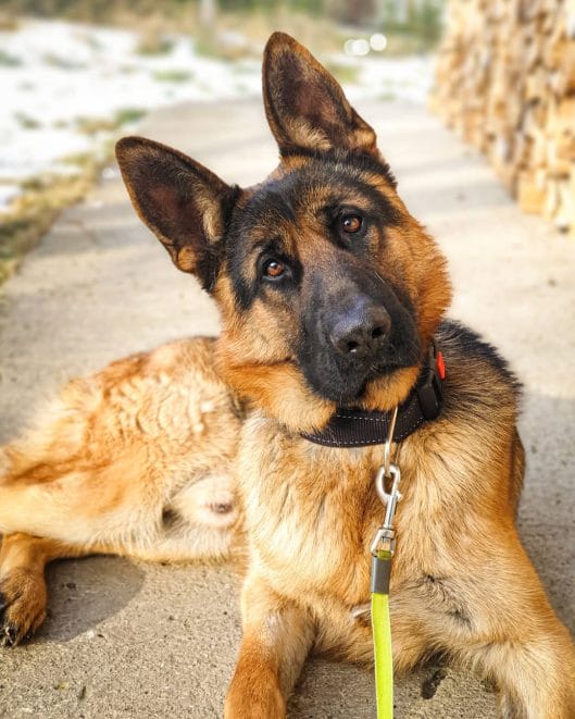 14 Facts About German Shepherd Dogs - PetPress