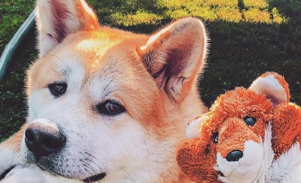 15 Things All Akita Inu Owners Must Never Forget - PetPress