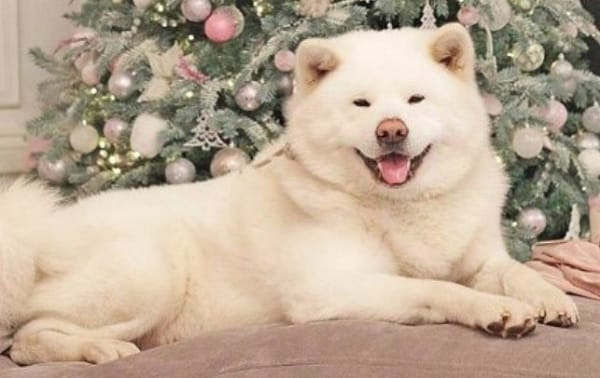 15 Advantages And Disadvantages of Akita Inu That You should Know