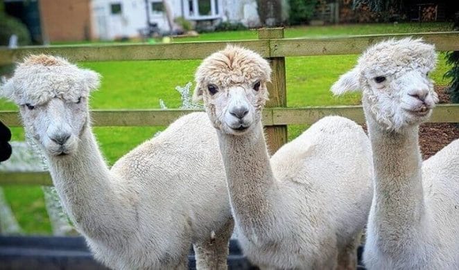 alpaca names