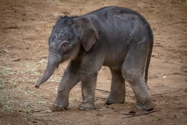 Elephant Names: 300 Best Names For Boy and Girl Elephants