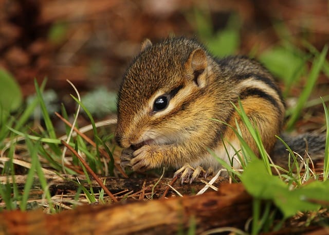 baby-chipmunk-names