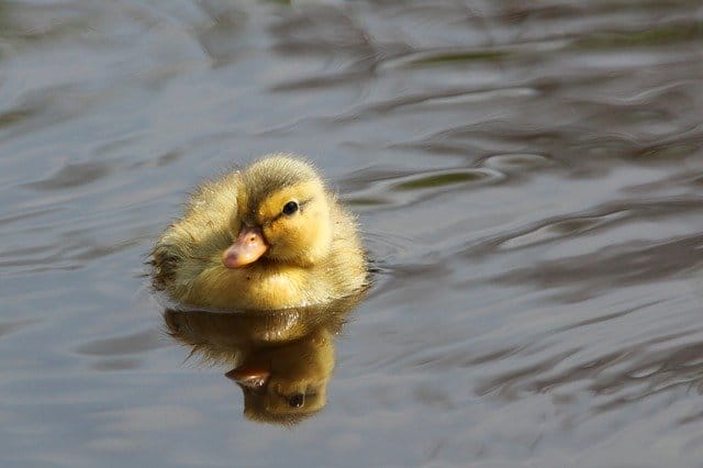 baby-duck-names