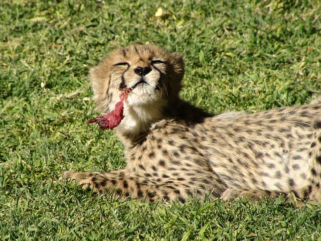 baby-girl-cheetah