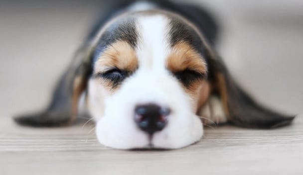 14 Beagle Pictures To Brighten Your Day - Petpress