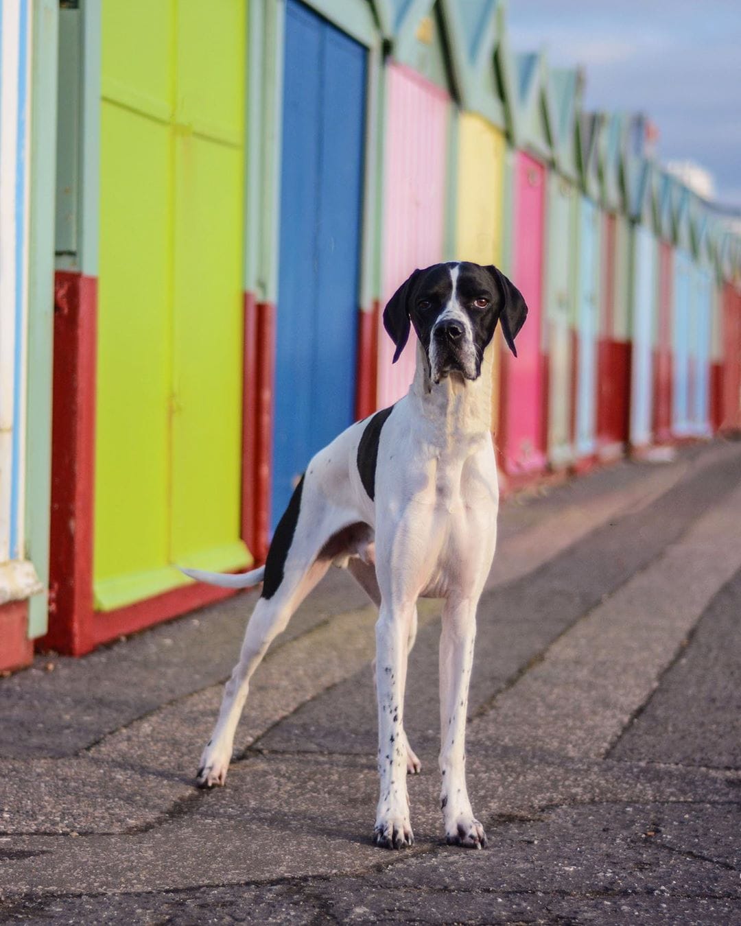 14 Incredible Facts About English Pointers PetPress