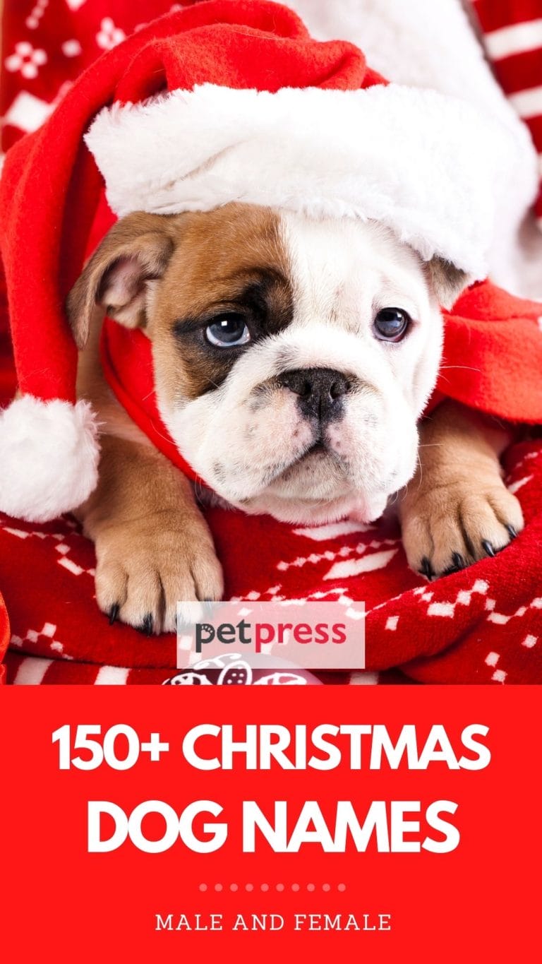 Top 150+ Christmas Dog Names Holidaythemed Names For A Pet Dog