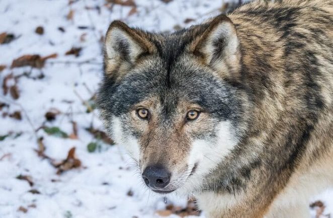 female wolf names for naming a female pet