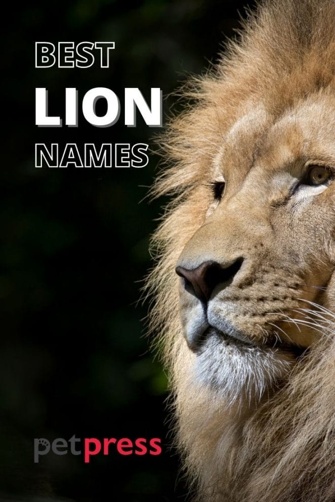 best lion names for naming a lion