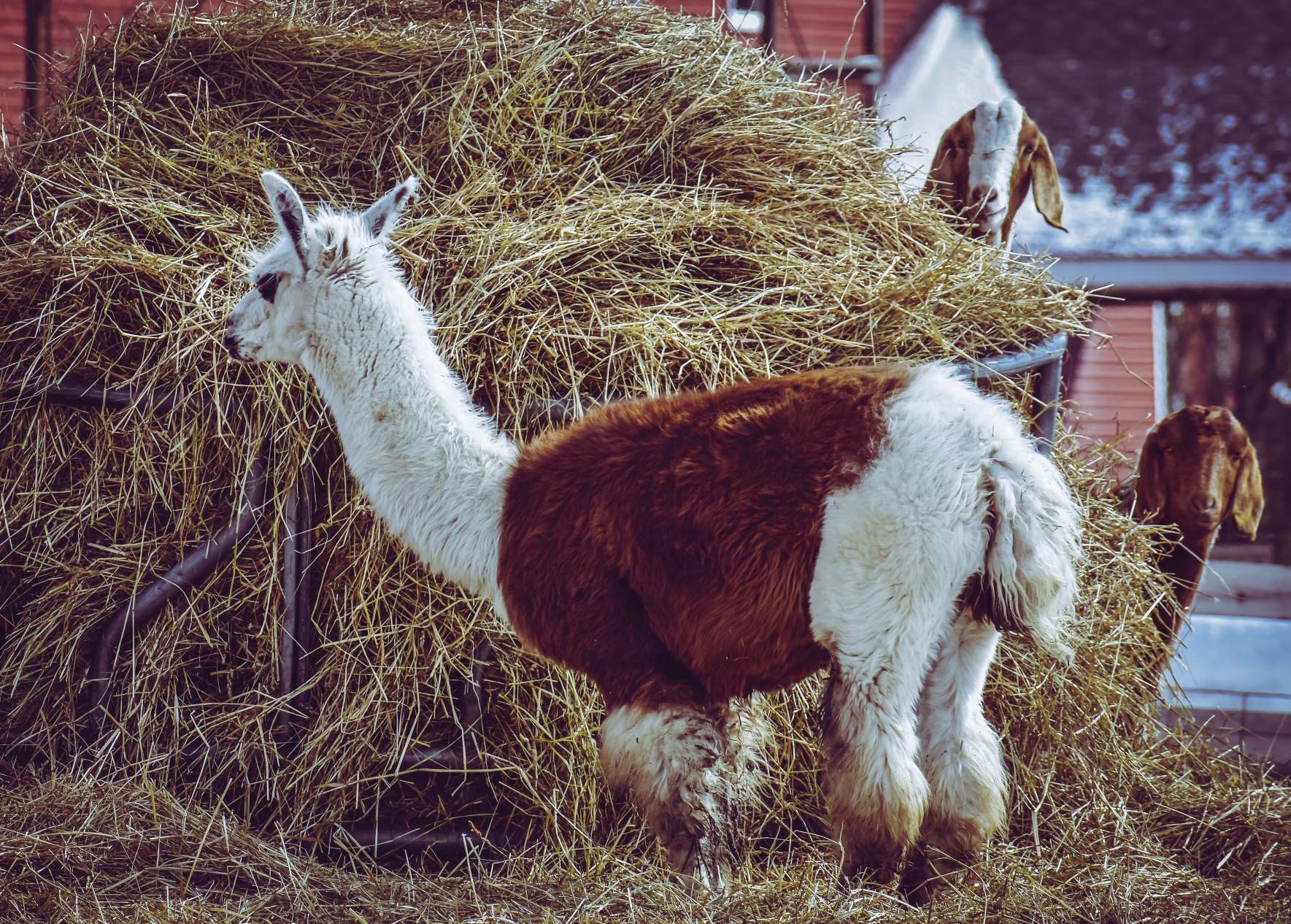 120 Best Llama Names Cute & Funny Names for Your Llama