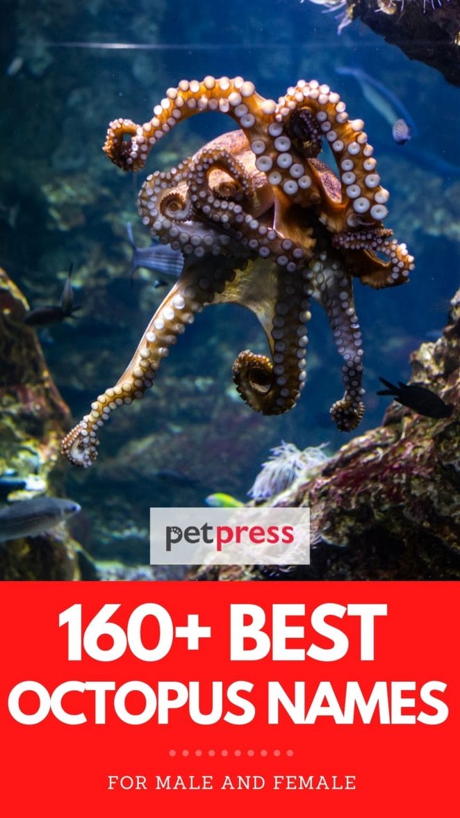 best octopus names