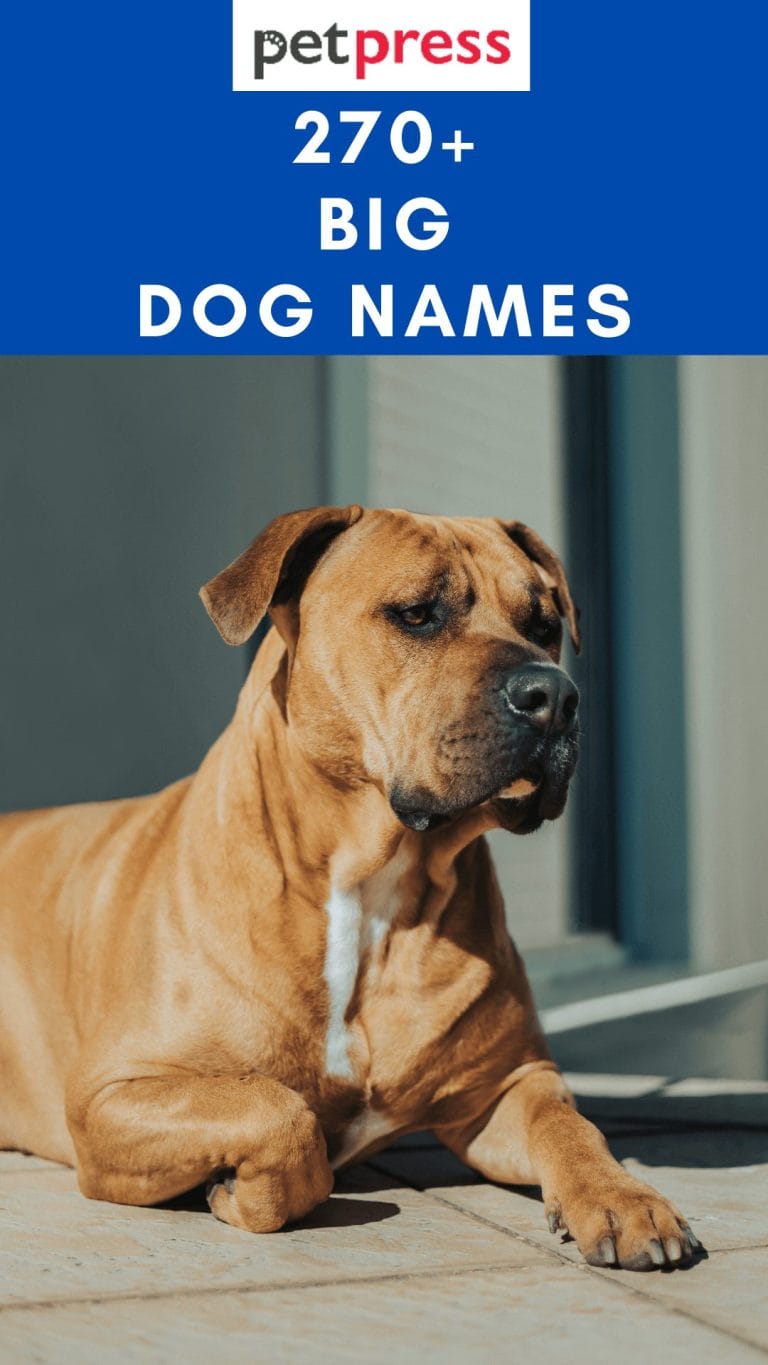 top-275-best-big-dog-names-for-your-big-and-large-dogs