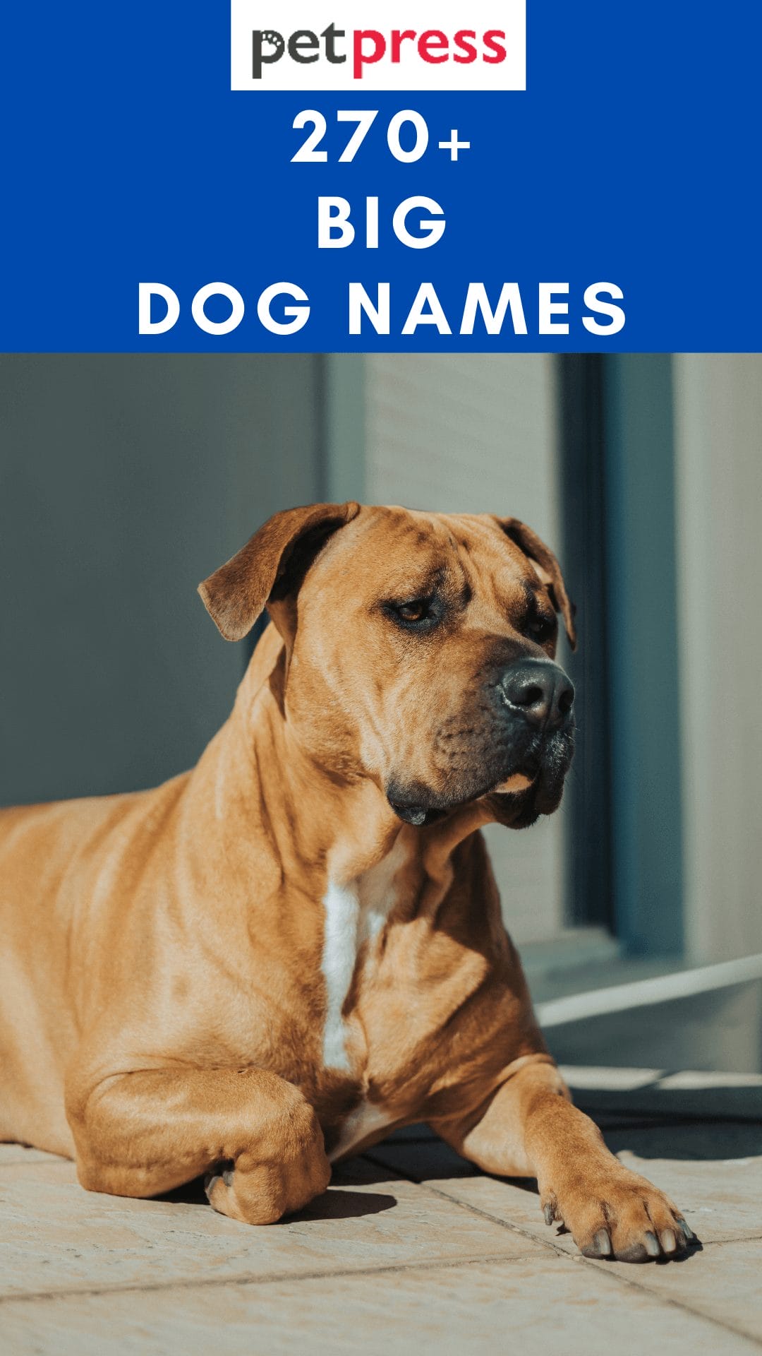 Top 275 Best Big Dog Names For Your Big And Large Dogs