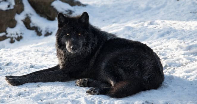 black wolf names