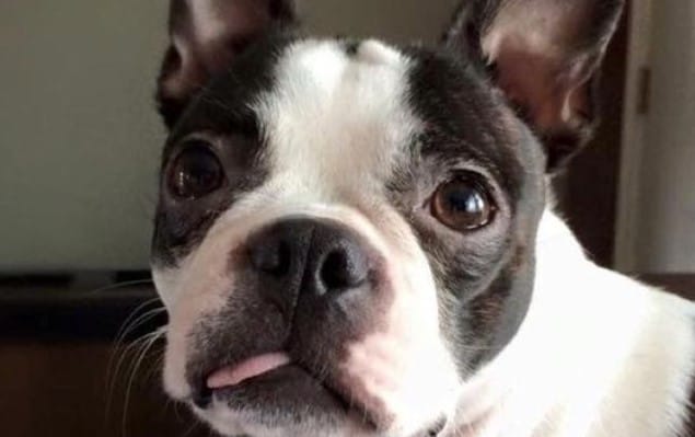 The 14 Cutest Boston Terrier Memes of All Time