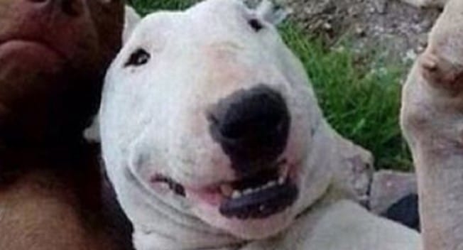 The 14 Funniest Bull Terrier Memes of 2021