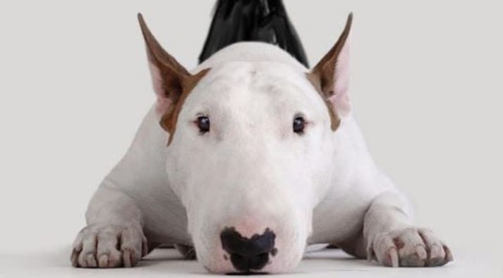 14 Funny Pictures with Bull Terriers That Will Make You Smile - PetPress