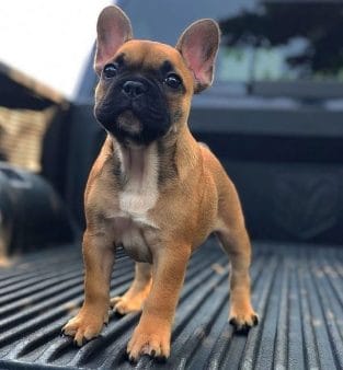14 Peachy Facts About Funny French Bulldogs - PetPress