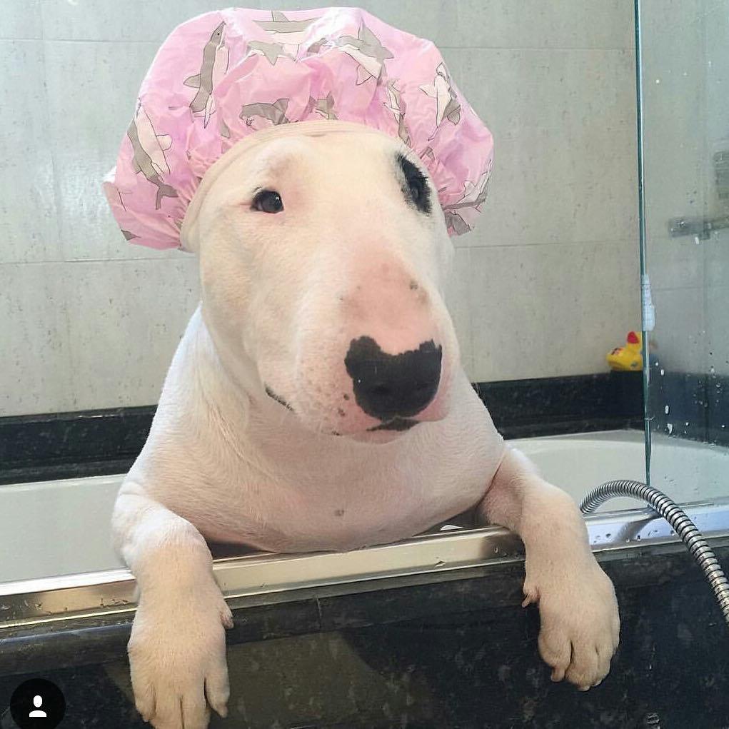14 Funny Bull Terrier Pictures That Will Make You Smile PetPress