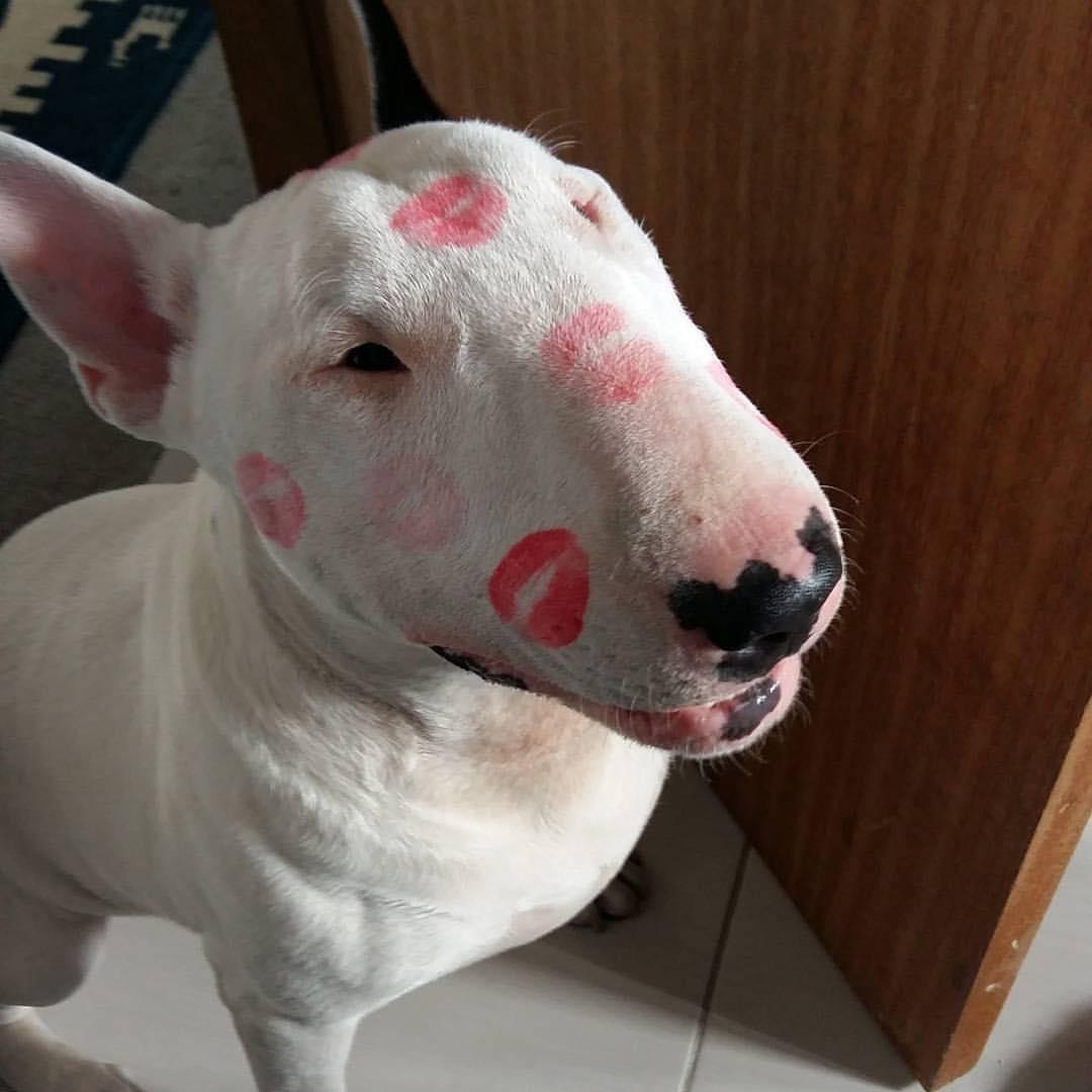 14 Funny Bull Terrier Pictures That Will Make You Smile PetPress