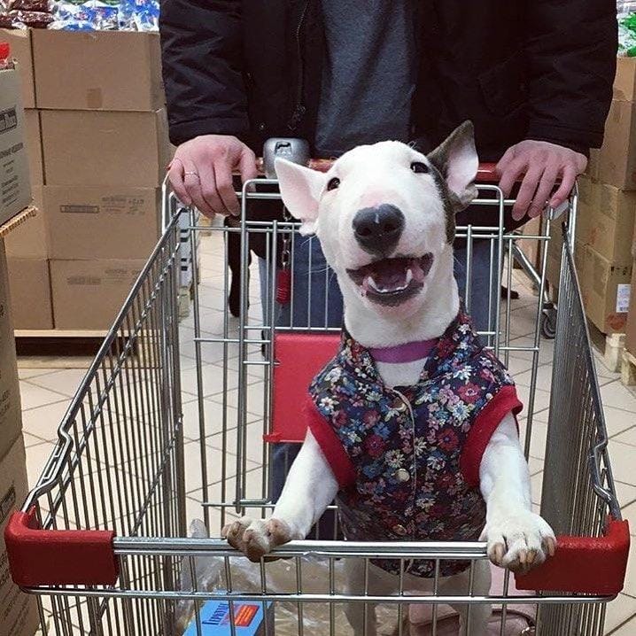14 Funny Bull Terrier Pictures That Will Make You Smile PetPress