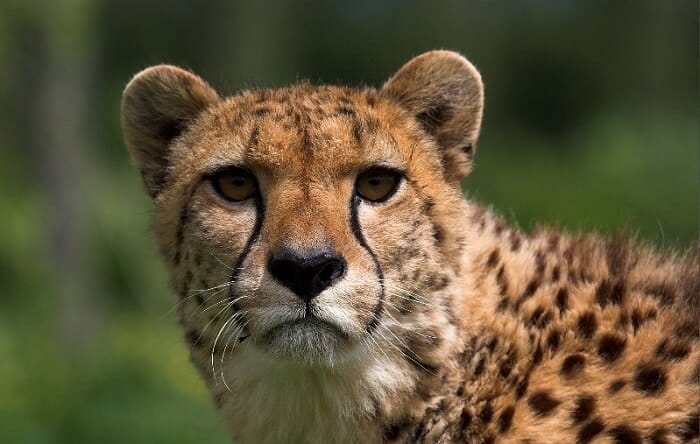 Cheetah Names: 180 Best & Famous Names for Cheetahs