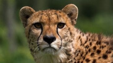 cheetah names