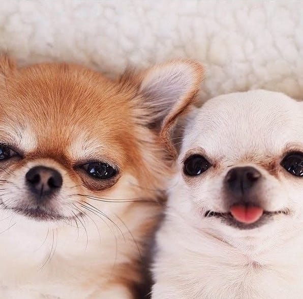 The Ultimate List of 500 Best Female Chihuahua Dog Names