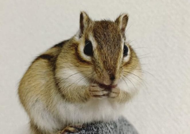 chipmunk names