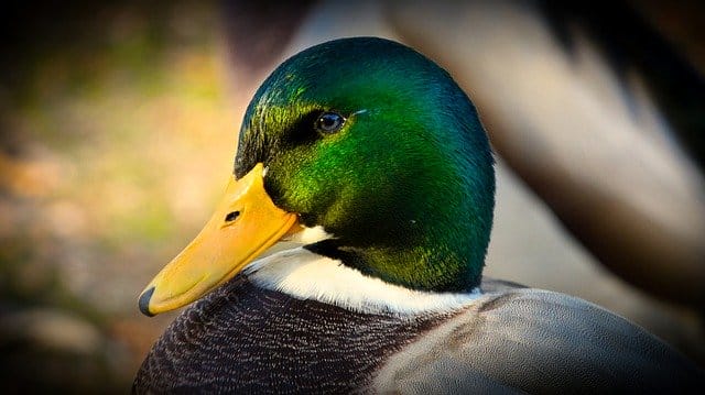 cool-duck-names