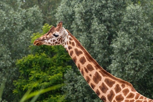 cool-giraffe