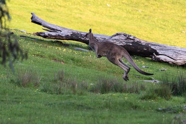 cool-kangaroo