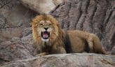 Lion Names - 330+ Awesome Lion Name Ideas with Meanings