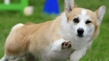 corgi