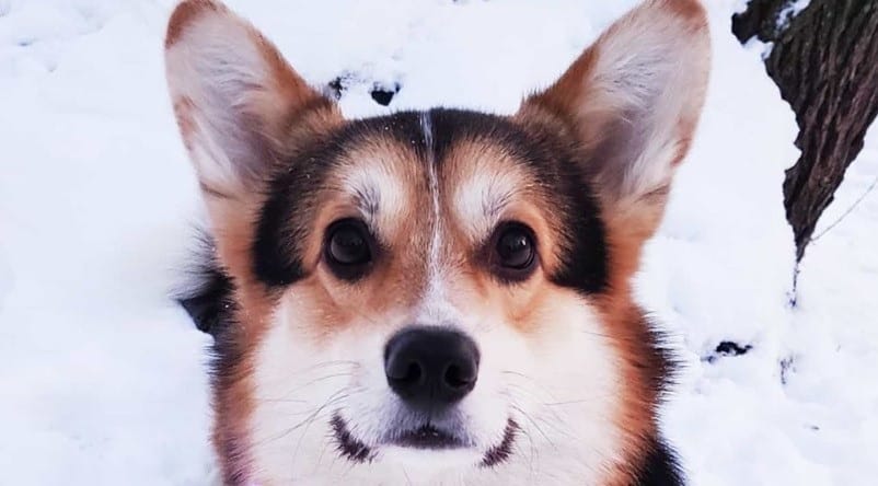 Top 200 Nature Dog Names Inspired By The Outdoors   Corgi 3 